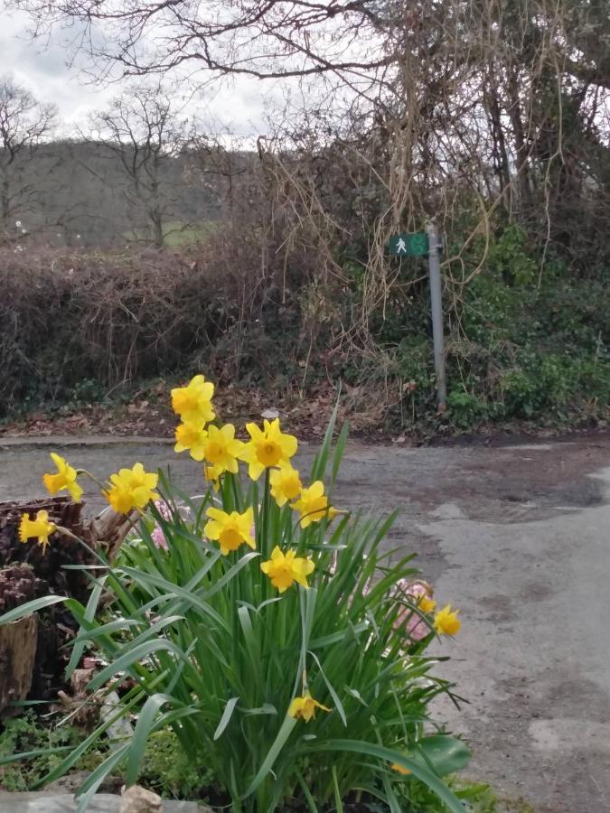 The Mill Cottage Llechryd Esterno foto